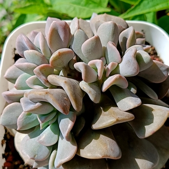 Echeveria Cubic frost cristat