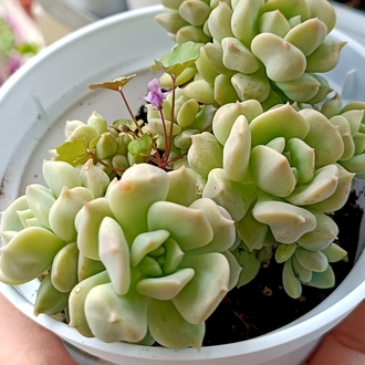 Echeveria cream puff