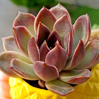 Echeveria Pushki