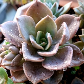 Graptoveria Albert baynes