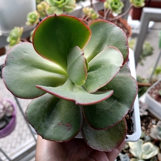 Echeveria Suyon