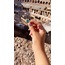 Colosseum