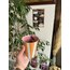 J’adore - Orange Pink Bird *Limited Edition 300ml