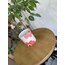 GRANDE- Mari Blossom 350ml