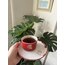 LARGE - Strawbery Gold 250ml *Tabaklı takım 