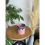 GRANDE- Pinkish Sky 350ml 