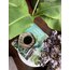 J’adore S - Pinkish Jungle 200ml *Tabaklı