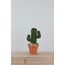 MEDIUM SAGUARO CACTUS | VERDE 4