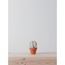 MINI BARREL CACTUS l BLANCO