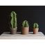 MINI BARREL CACTUS  |  VERDE 20