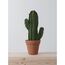 LARGE SAGUARO CACTUS  |  VERDE 4