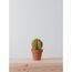 SMALL BARREL CACTUS  |  VERDE 3