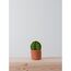 SMALL BARREL CACTUS  l  VERDE 20