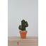 MEDIUM SAGUARO CACTUS | VERDE 5