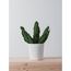 MEDIUM SNAKE CACTUS  |  VERDE 4