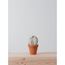SMALL BARREL CACTUS  |  BLANCO