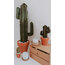 MEDIUM SAGUARO CACTUS | VERDE 5
