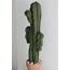 XLARGE SAGUARO CACTUS