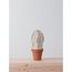 MEDIUM COLUMN CACTUS  |  BLANCO