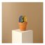SMALL PRIDE BARREL CACTUS