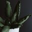 MEDIUM SNAKE CACTUS  |  VERDE 4