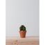 SMALL BARREL CACTUS  |  VERDE 5