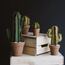 LARGE SAGUARO CACTUS  |  VERDE 4