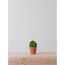 MINI BARREL CACTUS  |  VERDE 20
