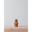 MINI COLUMN CACTUS  |  VERDE 3