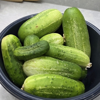 Salatalık Grubu