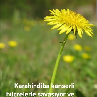 Karahindiba Sirkesi