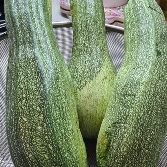 Kabak Grubu