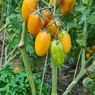 Çeri Domates Grubu