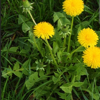 Karahindiba Sirkesi