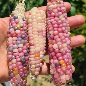 Mısır Grubu
