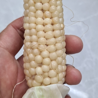 Mısır Grubu