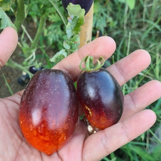 Çeri Domates Grubu