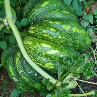 Kabak Grubu