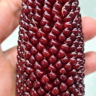 Mısır Grubu