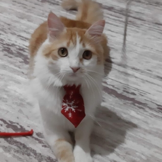 Leo destek dijital satış