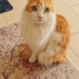 Leo'ya destek,Dijital Ürün