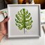 Monstera 