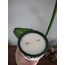 YEŞİL  BAHÇE   Beton Soya Mum