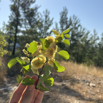 Çaltı (Karaçalı pulu)