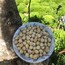 giresun ciftte kavrulmuş findik (1 kg )