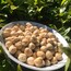 giresun ciftte kavrulmuş findik (1 kg )