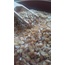Siyez bulgur 1 kilo