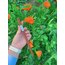 Tahta chopsticks set