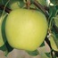BPH01-3-0112 Yapay Doğal Taze Elma Meyve Orta Botanik Golden Delicious 1 Adet