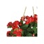 224-1177 Geranium Hanging Bush Kırmızı Yapay Sardunya Çiçek Nearly Natural 1 Adet